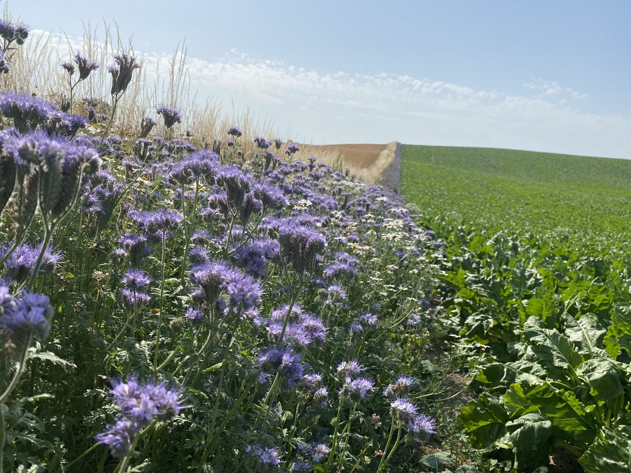 Hela Sverige blommar – Skåne