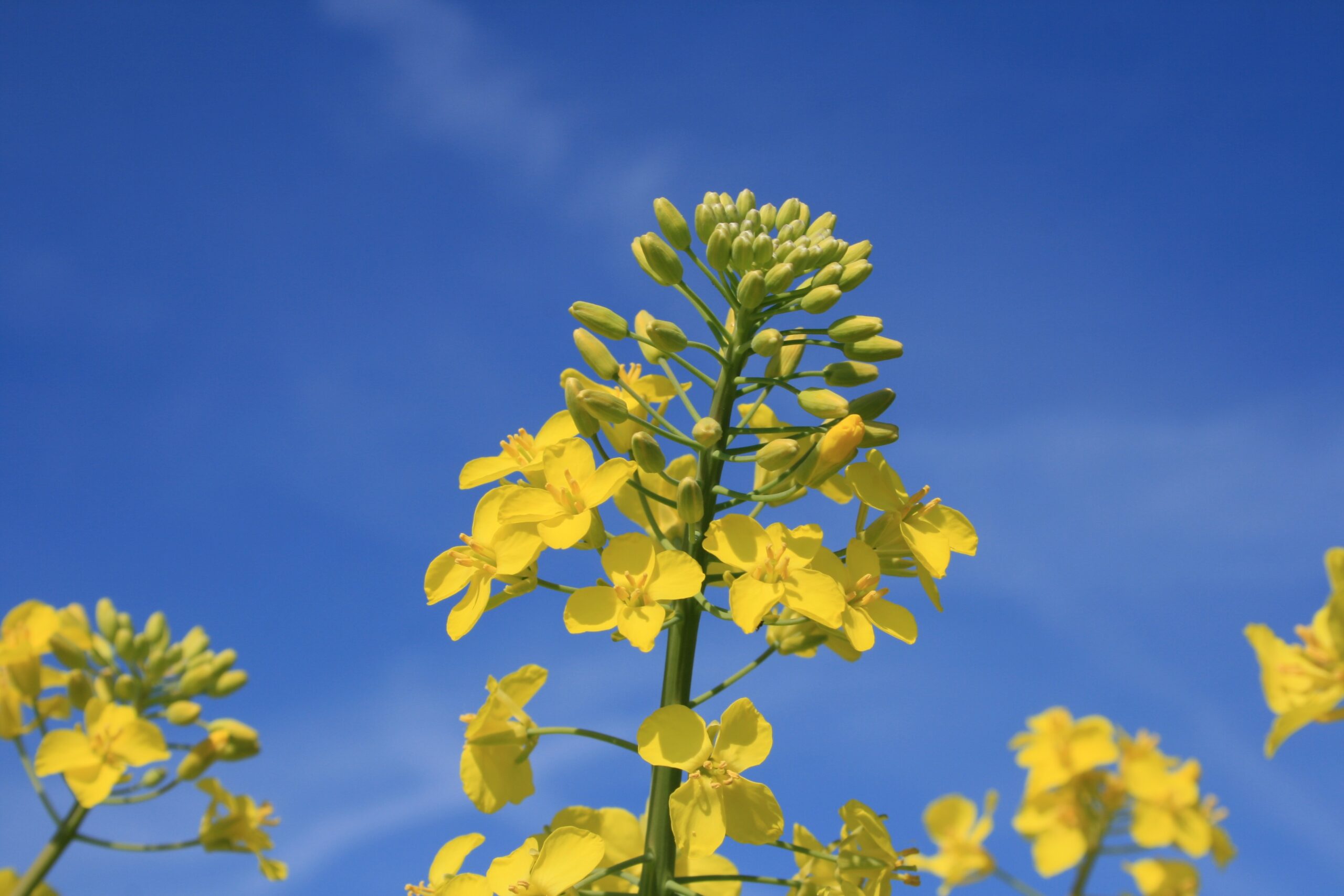 Gul rapsblomma med flera utslagna blommor och gröna knoppar sträcker sig uppåt i närbild, mot en klarblå himmel. Fler gula rapsblommor syns suddigt i bakgrunden.
