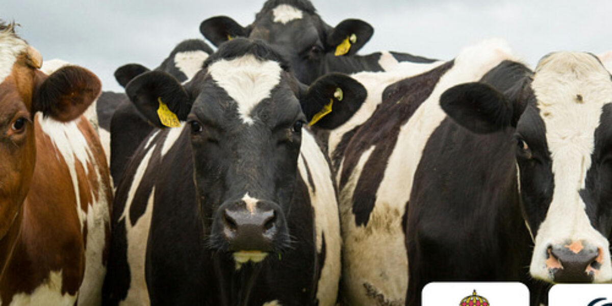 Flera kor står tätt samlade och tittar mot kameran på en grön betesmark under grå himmel; främst syns svartvita mjölkkor med gula öronmärken, samt en brunvit ko till vänster. Logga: “Länsstyrelsen Värmland”.