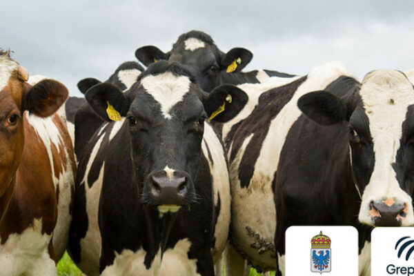 Flera kor står tätt samlade och tittar mot kameran på en grön betesmark under grå himmel; främst syns svartvita mjölkkor med gula öronmärken, samt en brunvit ko till vänster. Logga: “Länsstyrelsen Värmland”.