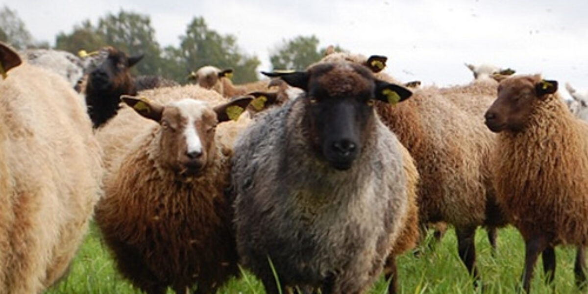 Flock med får står tätt tillsammans och tittar mot kameran i en grön gräsäng. Ett gråsvart får med horn och gula öronmärken står i förgrunden, med fler bruna och vita får bakom.