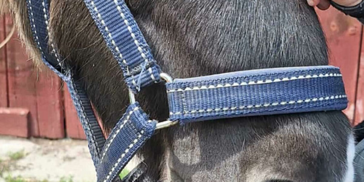 En närbild på en hästs nos och grimma när en person håller i grimskaftet och klappar hästens hals. Blå grimma med vita sömmar syns tydligt mot grå päls, med röd trävägg i bakgrunden.