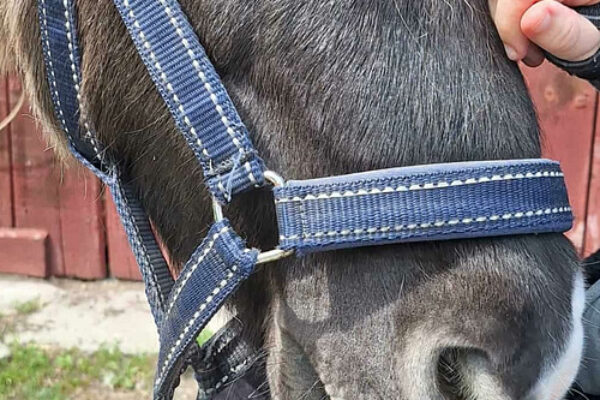 En närbild på en hästs nos och grimma när en person håller i grimskaftet och klappar hästens hals. Blå grimma med vita sömmar syns tydligt mot grå päls, med röd trävägg i bakgrunden.