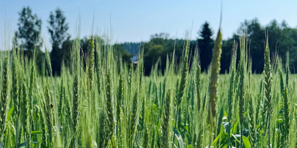 Grönt sädesfält med höga ax som står tätt och svajar lätt i solljus, med träd och blå himmel i bakgrunden. I nedre högra hörnet syns EU-flaggan och texten: “Medfinansieras av Europeiska unionen”.