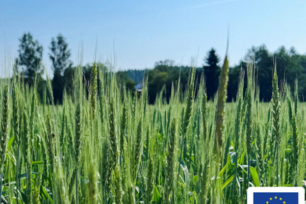 Grönt sädesfält med höga ax som står tätt och svajar lätt i solljus, med träd och blå himmel i bakgrunden. I nedre högra hörnet syns EU-flaggan och texten: “Medfinansieras av Europeiska unionen”.