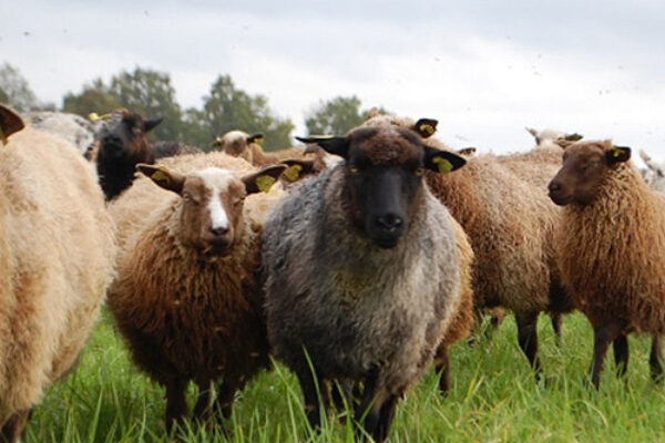 Flock med får står tätt tillsammans och tittar mot kameran i en grön gräsäng. Ett gråsvart får med horn och gula öronmärken står i förgrunden, med fler bruna och vita får bakom.