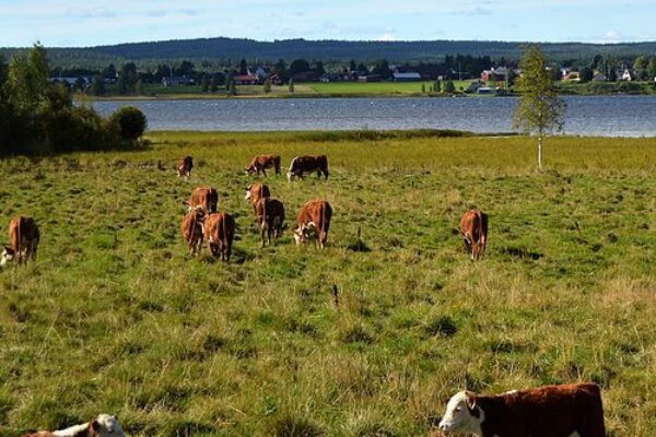 Flera bruna och vitbruna kor betar och går över en grön äng. I bakgrunden syns en sjö och en rad hus på andra sidan vattnet, med skogsklädda kullar under blå himmel.