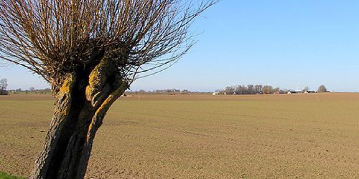 En kraftigt pollardad pil med tjock stam står lutad i förgrunden, med täta, kala grenar som skjuter upp. Bakom breder en plöjd åker ut sig mot horisonten under klarblå himmel.
