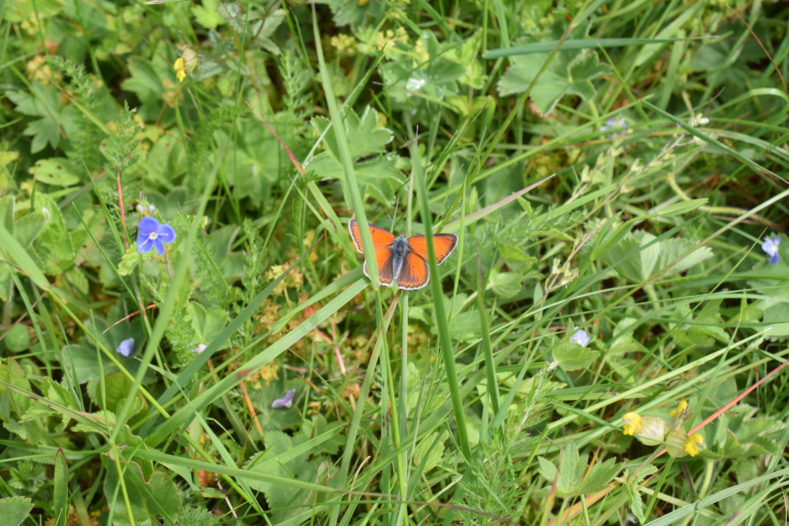 Orangeröd fjäril med utslagna vingar sitter stilla på ett grässtrå. Den omges av tät grön vegetation och små blå blommor i en somrig ängsmiljö, fotograferad uppifrån på nära håll.