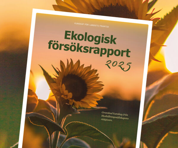 Omslag till rapporten ”Ekologisk försöksrapport 2025” lutar mot en bakgrund med solrosor i solnedgång. Text: ”KUNSKAP FÖR LANDETS FRAMTID” samt ”Granskad kunskap från Hushållningssällskapens rådgivare.”