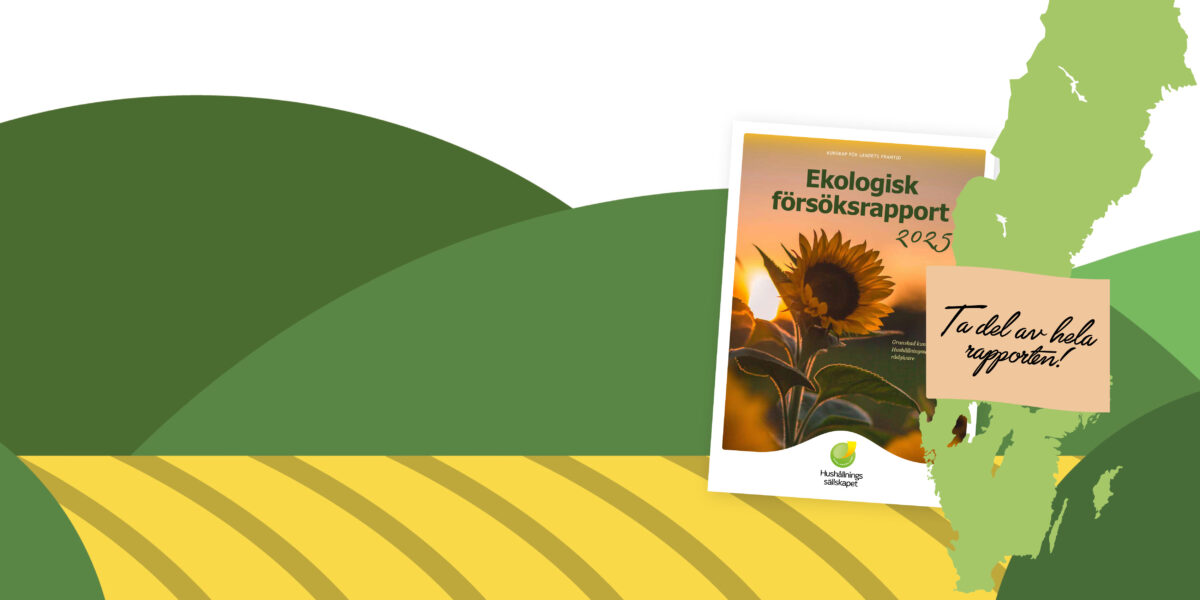 Bokomslag för “Ekologisk försöksrapport 2025” med solros i kvällsljus, placerat över en karta av Sverige och stiliserade gröna fält. Text på lapp: “Ta del av hela rapporten!”. Logotyp: “Hushållningssällskapet”.