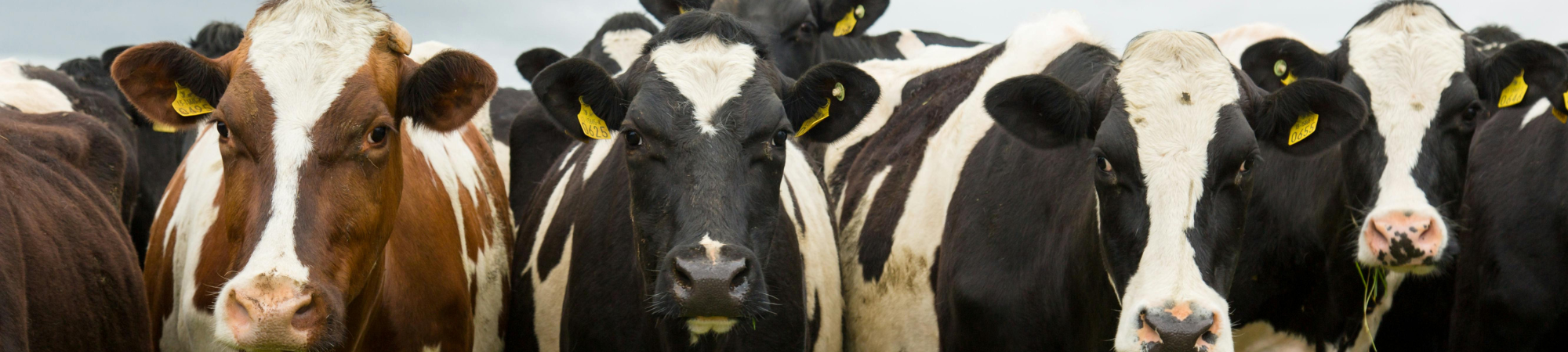 Rad mjölkkor står tätt tillsammans och tittar rakt mot kameran, med gula öronbrickor. Svartvita och brunvita kor fyller bilden, och en ko till höger tuggar gräs i en hage utomhus.