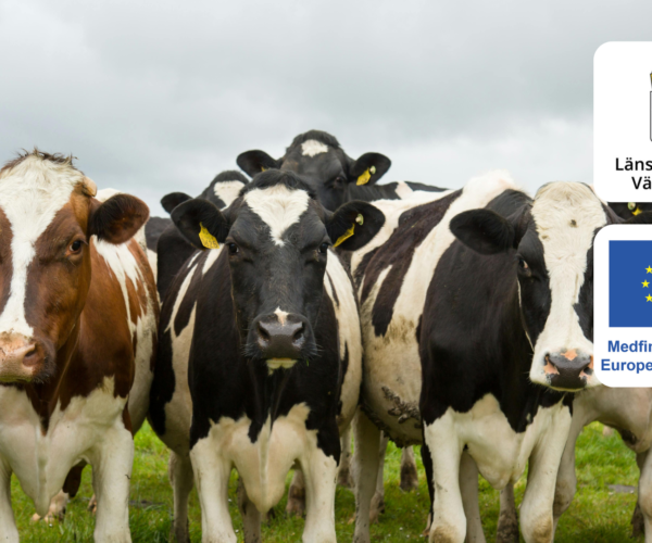 Flock mjölkkor står tätt tillsammans och tittar mot kameran på en grön betesmark under grå himmel. Överlagrade logotyper med text: ”Länsstyrelsen Värmland” och ”Medfinansieras av Europeiska unionen”.
