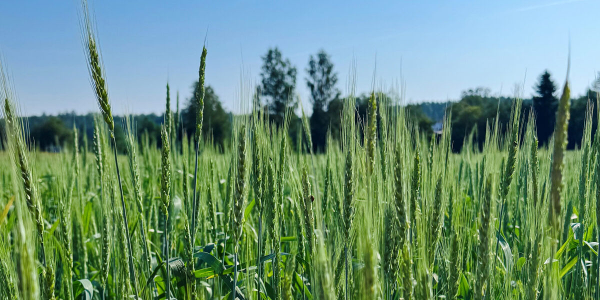 Gröna sädesax står tätt och svajar lätt i ett solbelyst fält. Kameran är placerad nära stråna med skärpa i förgrunden, medan träd och skog i bakgrunden ligger suddigt under blå himmel.
