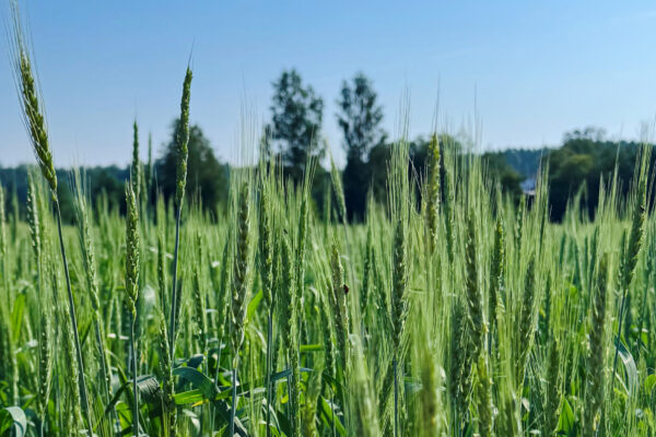 Gröna sädesax står tätt och svajar lätt i ett solbelyst fält. Kameran är placerad nära stråna med skärpa i förgrunden, medan träd och skog i bakgrunden ligger suddigt under blå himmel.