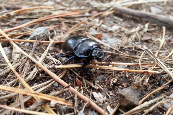 Glansig svart dyngbagge kryper över torr jord bland tallbarr, småsten och kvistar. Den har ett rundat, hårt skal och kraftiga ben, fotograferad nära marknivå i skogsmiljö.