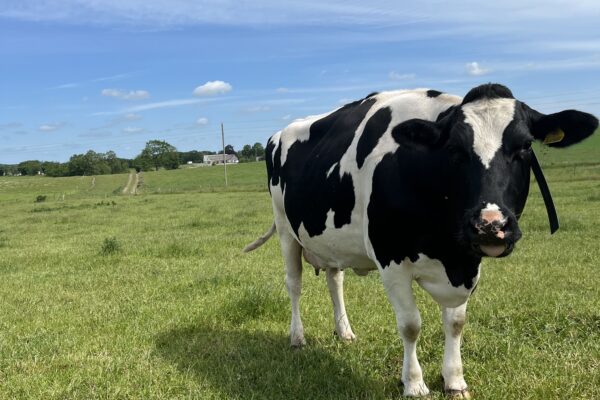 Svartvit mjölkko står nära kameran och tittar mot betraktaren i en grön hage. I bakgrunden syns böljande fält, en gårdsbyggnad och elstolpar under en klarblå himmel med tunna moln.