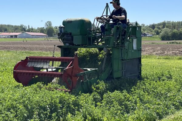 Förare sitter på en grön skördemaskin och kör fram genom en frodig åker, där ett rött skärbord klipper ner grönmassa. I bakgrunden syns gårdsbyggnader, bevattningsspridare och träd under klarblå himmel.