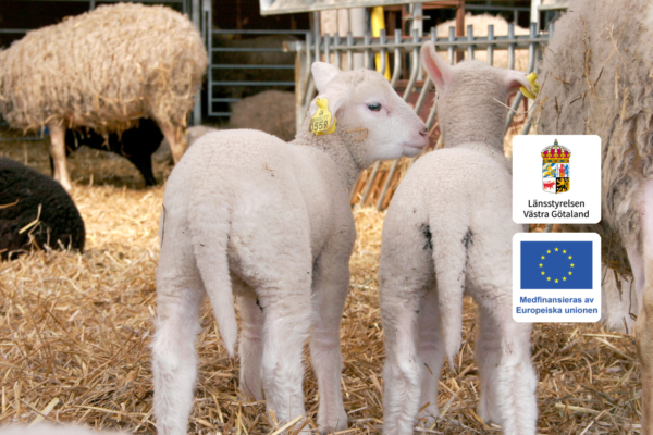 Två vita lamm med gula öronbrickor står i en halmad fårhage och tittar åt sidan, nära ett vuxet får. Text på logotyper: “Länsstyrelsen Västra Götaland” och “Medfinansieras av Europeiska unionen”.