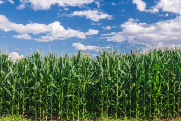 Tät majsodling med höga, gröna majsplantor sträcker sig över hela förgrunden. Plantorna står stilla i raka rader, medan en klarblå himmel med vita, fluffiga moln breder ut sig ovanför fältet.