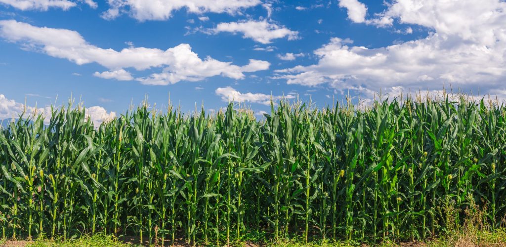 Tät majsodling med höga, gröna majsplantor sträcker sig över hela förgrunden. Plantorna står stilla i raka rader, medan en klarblå himmel med vita, fluffiga moln breder ut sig ovanför fältet.