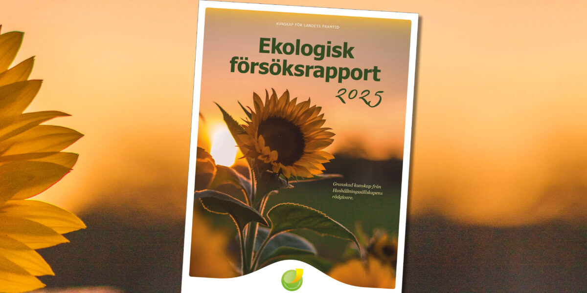 Omslag till rapport med solros i motljus vid solnedgång. Text: ”KUNSKAP FÖR LANDETS FRAMTID”, ”Ekologisk försöksrapport 2025”, ”Granskad kunskap från Hushållningssällskapens rådgivare.” samt ”Hushållningssällskapet” med logotyp.
