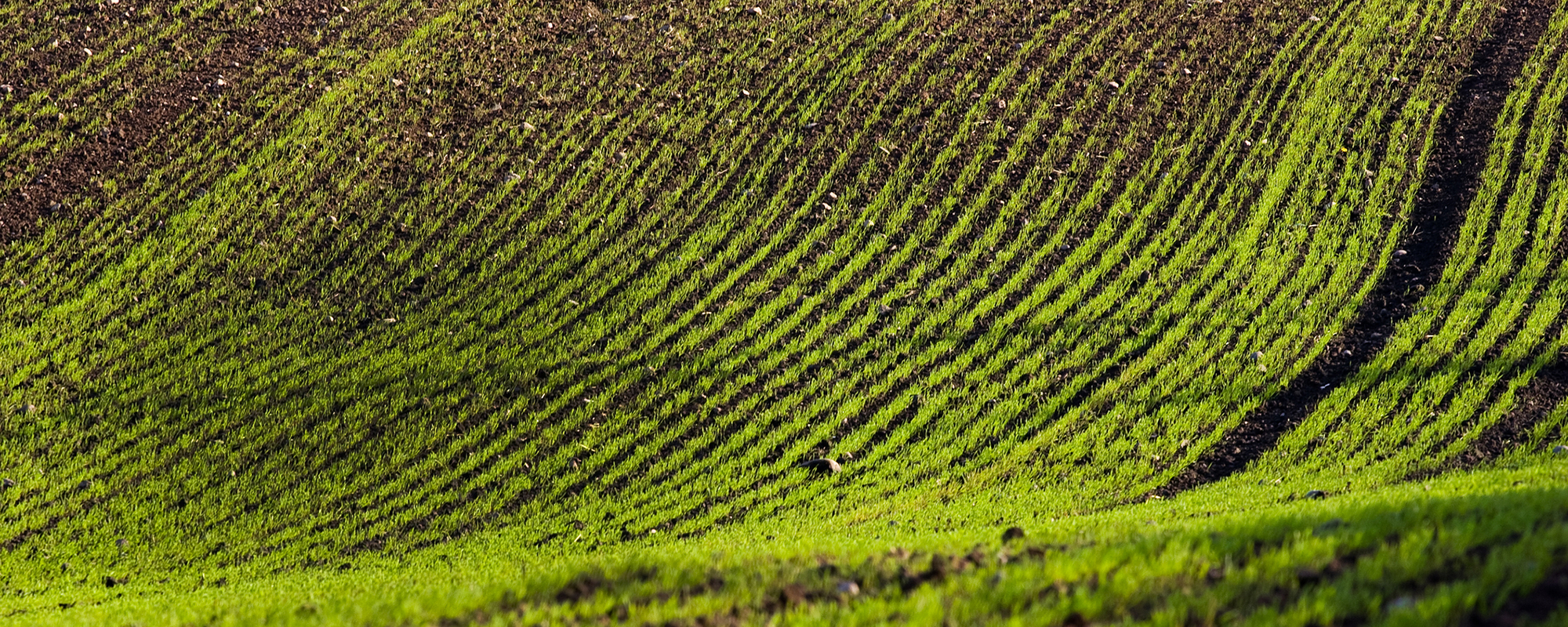 Nyligen sådd åker med täta rader av gröna groddar som växer upp ur mörk jord. Spåren bildar böjda linjer över en sluttande yta, belysta av lågt solljus.
