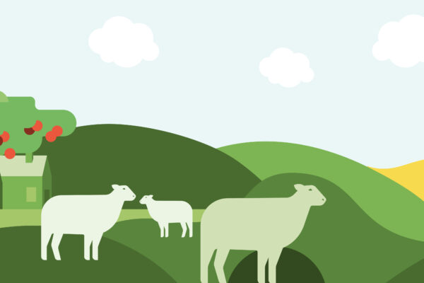 Tre får och ett lamm står och betar på en grön, kuperad äng. I bakgrunden syns ett litet hus och fruktträd med röda frukter, samt böljande kullar under en ljus himmel med moln.
