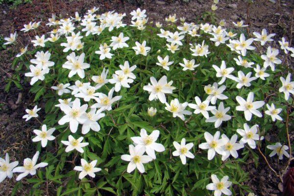 Vitvitsippor blommar tätt i en låg matta och breder ut sig över marken, med vita kronblad och gula ståndare. Gröna, flikiga blad fyller bilden mot en bakgrund av mörk jord och vissna växtrester.