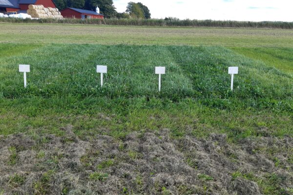 Fyra vita skyltar på pinnar markerar små försöksrutor i en grön vall som ligger i breda band över ett fält; i bakgrunden syns röd ladugård och staplade rundbalar.