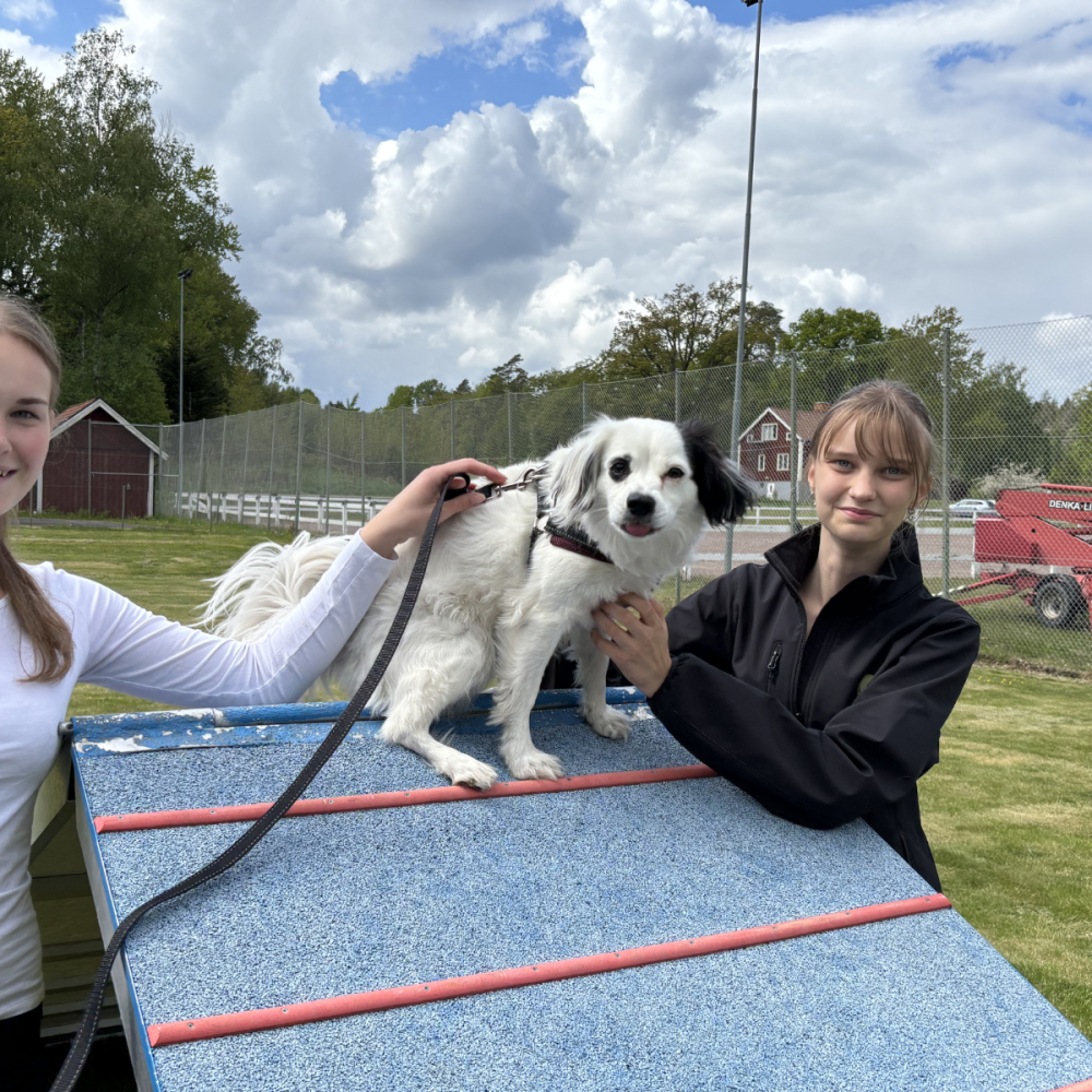 Vit hund med svarta öron står på en blå agilityramp medan två unga kvinnor håller i sele och koppel och stöttar den. Utomhus vid en inhägnad plan med träd, byggnader och molnig himmel.