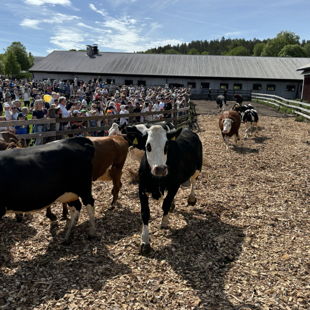 Kor vandrar i en inhägnad gårdsplan med flis, där en svartvit ko kommer rakt mot kameran. En stor publik står tätt bakom trästaketet och tittar, med ladugård och skog i bakgrunden.