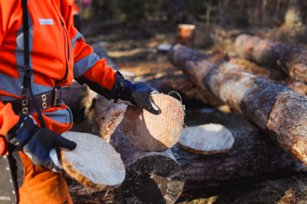 Skogsarbetare i orange varselkläder och handskar lyfter en avsågad träskiva och håller en rund stockända.