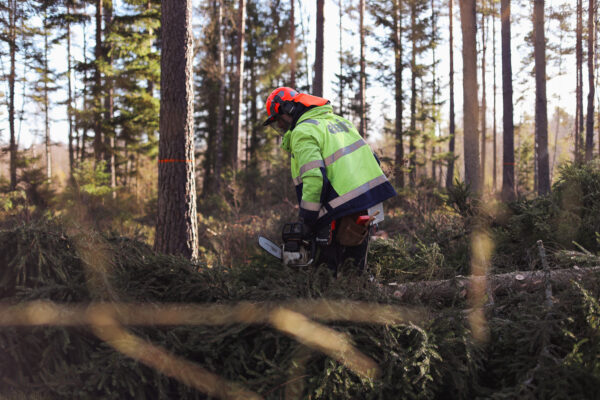 Skogsarbetare i varseljacka och röd hjälm böjer sig över en motorsåg och röjer bland grenar på marken, i en tallskog där flera träd är markerade med orange band. Text på jackan: “e.on”.