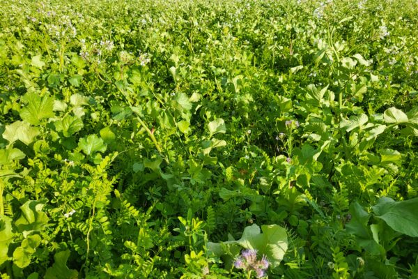 Tät grön mellangröda breder ut sig över ett fält och blommar med små vita och lila blommor. Växtligheten fyller förgrunden, medan en trädlinje syns i bakgrunden i varmt solljus.
