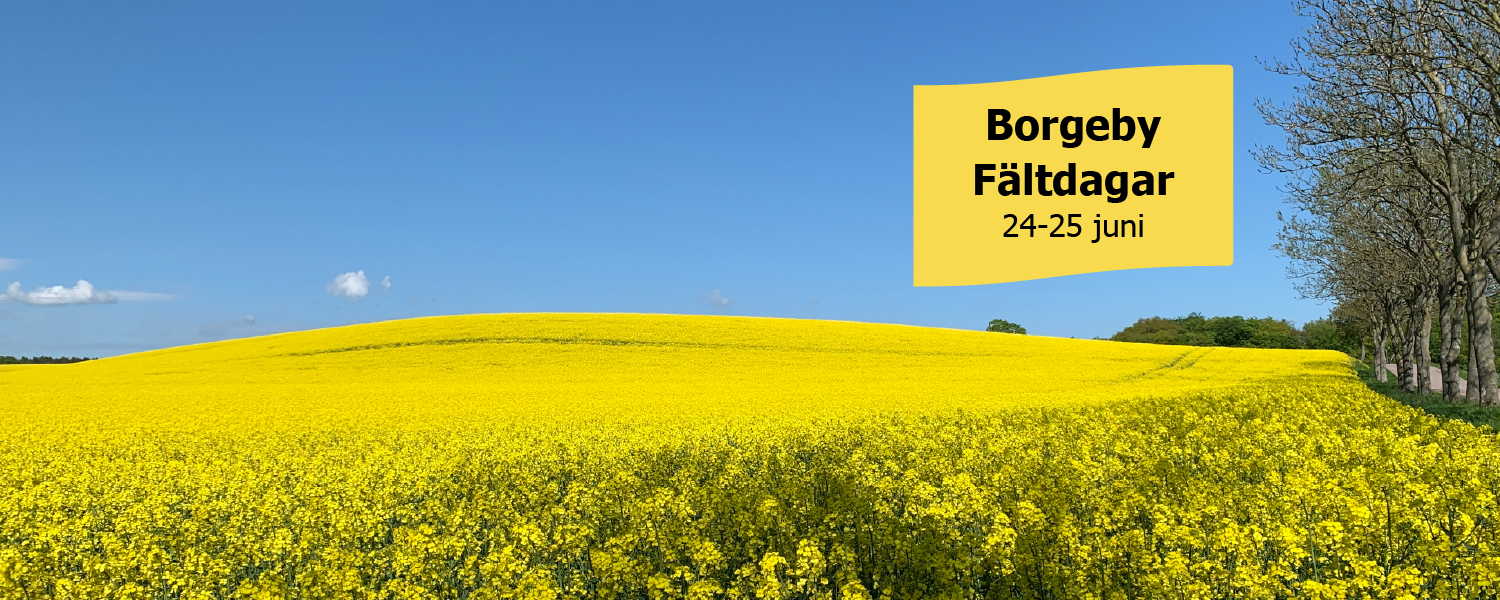 Gult rapsfält breder ut sig över böljande åker under klarblå himmel, med trädallé till höger. I övre högra hörnet ligger en gul skylt med texten: “Borgeby Fältdagar 24-25 juni”.
