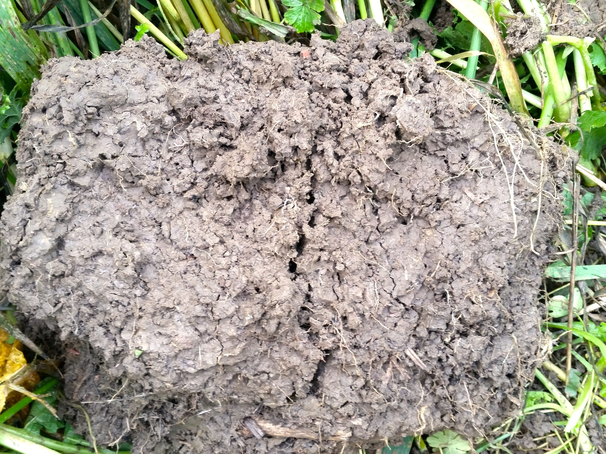 Large, freshly turned clump of brown soil sits on the ground, showing cracked, lumpy texture with small roots. Green grass and plant stems surround it, suggesting a dug-up patch or animal mound outdoors.
