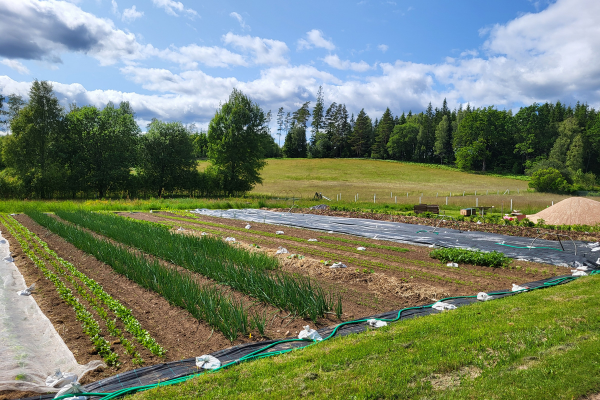 Vegetable garden beds stretch across a gently sloping field, with neat rows of onions and seedlings and black plastic mulch held down by stones and hoses. Forest trees and a cloudy blue sky frame the rural landscape.