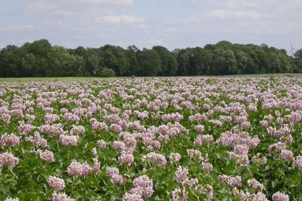 Ett vidsträckt fält med ljuslila blommande växter breder ut sig och täcker marken i täta klungor. I bakgrunden syns en mörkgrön trädlinje och en ljus, molnig himmel som ramar in landskapet.
