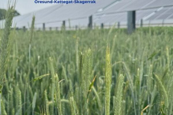 Gröna sädesax i förgrunden svajar på en åker framför rader av solpaneler i bakgrunden. Text och logotyper: “Interreg Öresund-Kattegat-Skagerrak”, “Medfinansieras av Europeiska unionen” samt “Solbruk”.