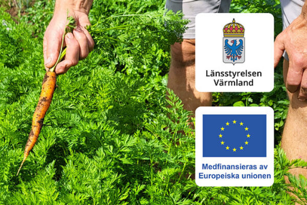En person skördar en morot genom att dra upp den ur tät grön morotsblast i en odling. Till höger syns logotyper med texten ”Länsstyrelsen Värmland” och ”Medfinansieras av Europeiska unionen”.