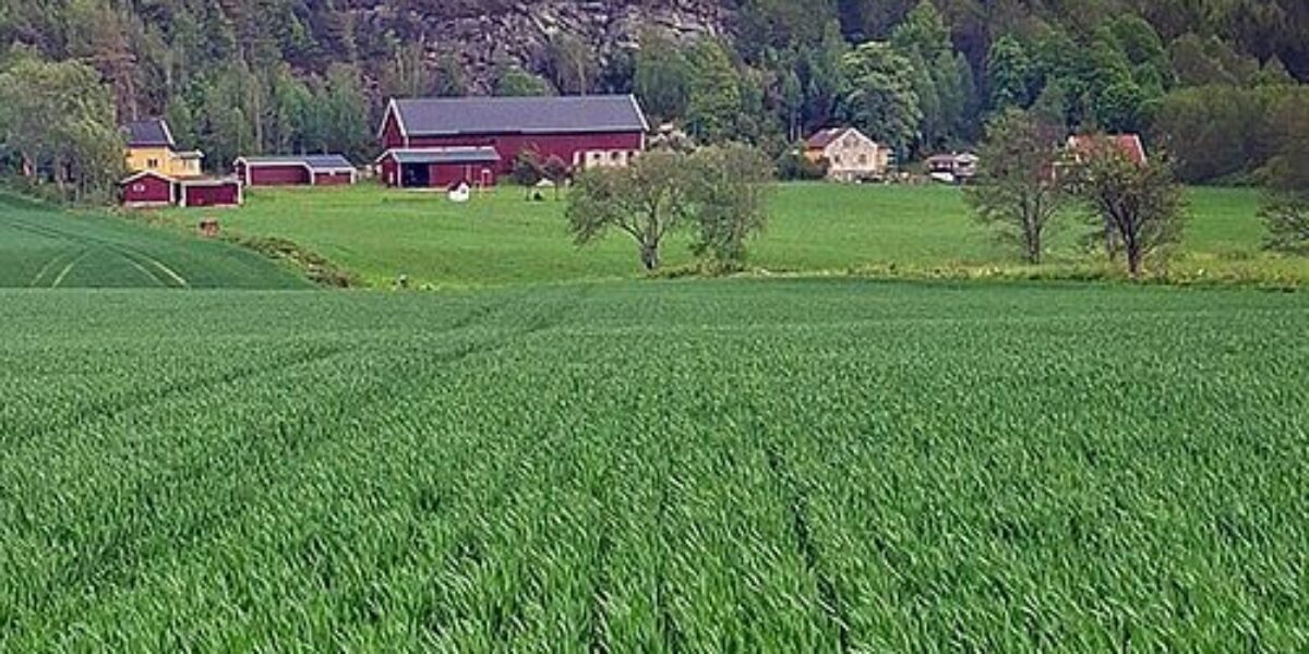 Green grain field stretches toward a small rural farmstead, with red barns and a white house standing on rolling hills. Forested cliffs and dense trees rise behind the buildings under an overcast sky.