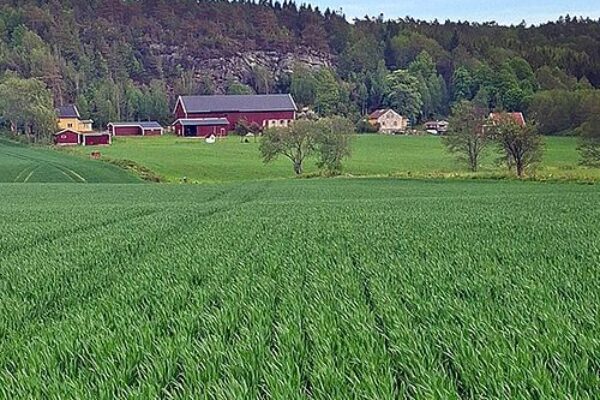 Green grain field stretches toward a small rural farmstead, with red barns and a white house standing on rolling hills. Forested cliffs and dense trees rise behind the buildings under an overcast sky.
