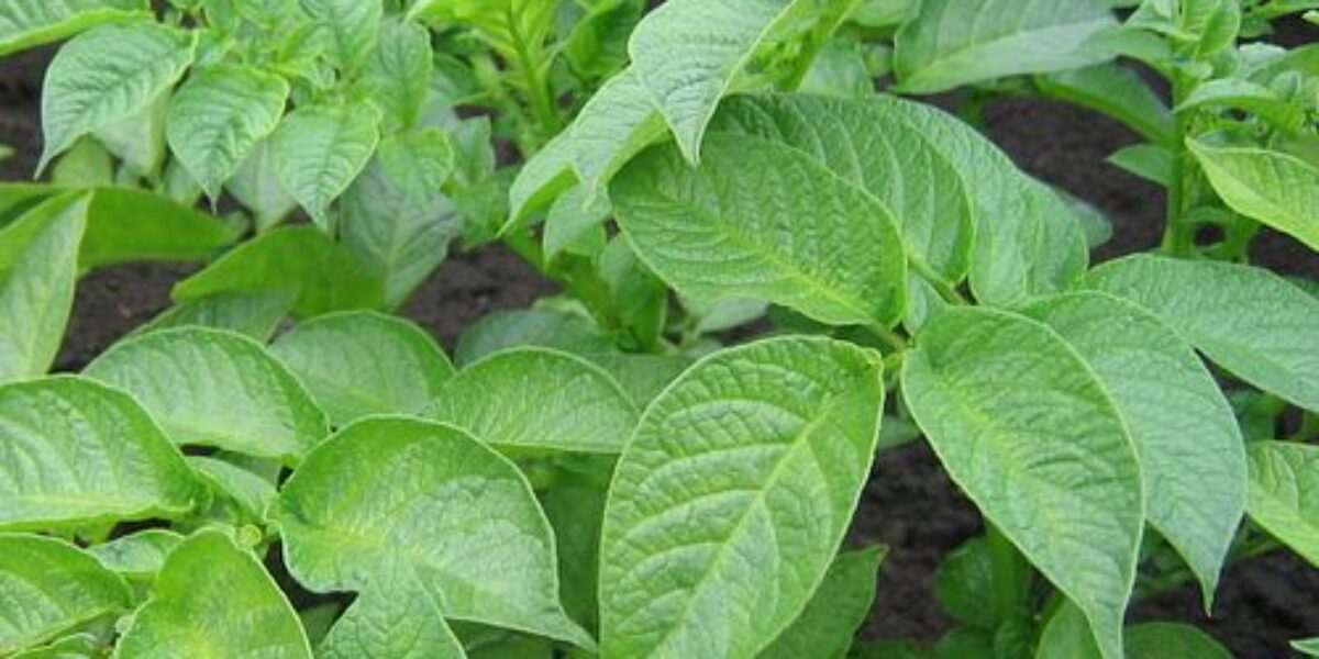 Leafy green potato plants grow densely together, with broad, veined leaves overlapping in the foreground. Dark soil shows between stems, suggesting a garden bed or field where the crop is thriving.