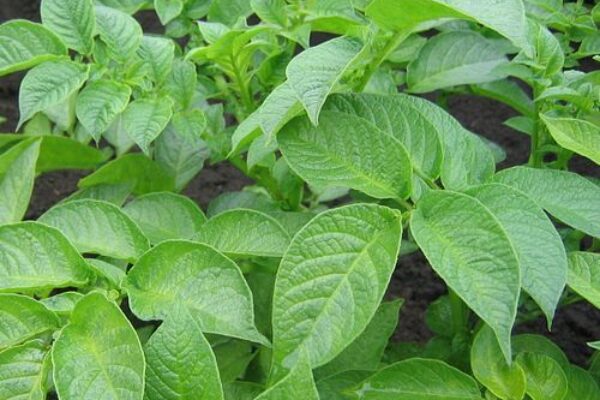 Leafy green potato plants grow densely together, with broad, veined leaves overlapping in the foreground. Dark soil shows between stems, suggesting a garden bed or field where the crop is thriving.