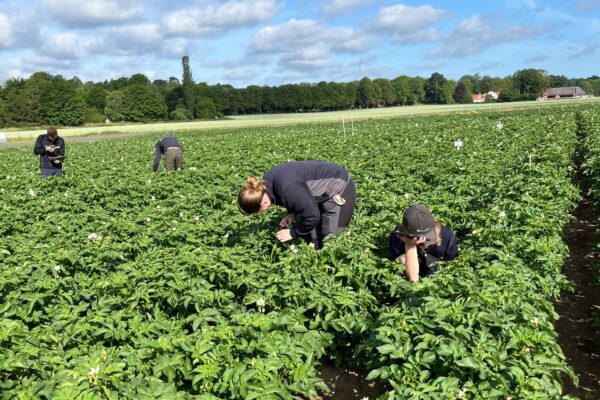 Fyra personer inspekterar och plockar bland gröna rader av potatisplantor med vita blommor på en åker. I bakgrunden syns trädlinje och gårdsbyggnader under blå himmel med spridda moln.