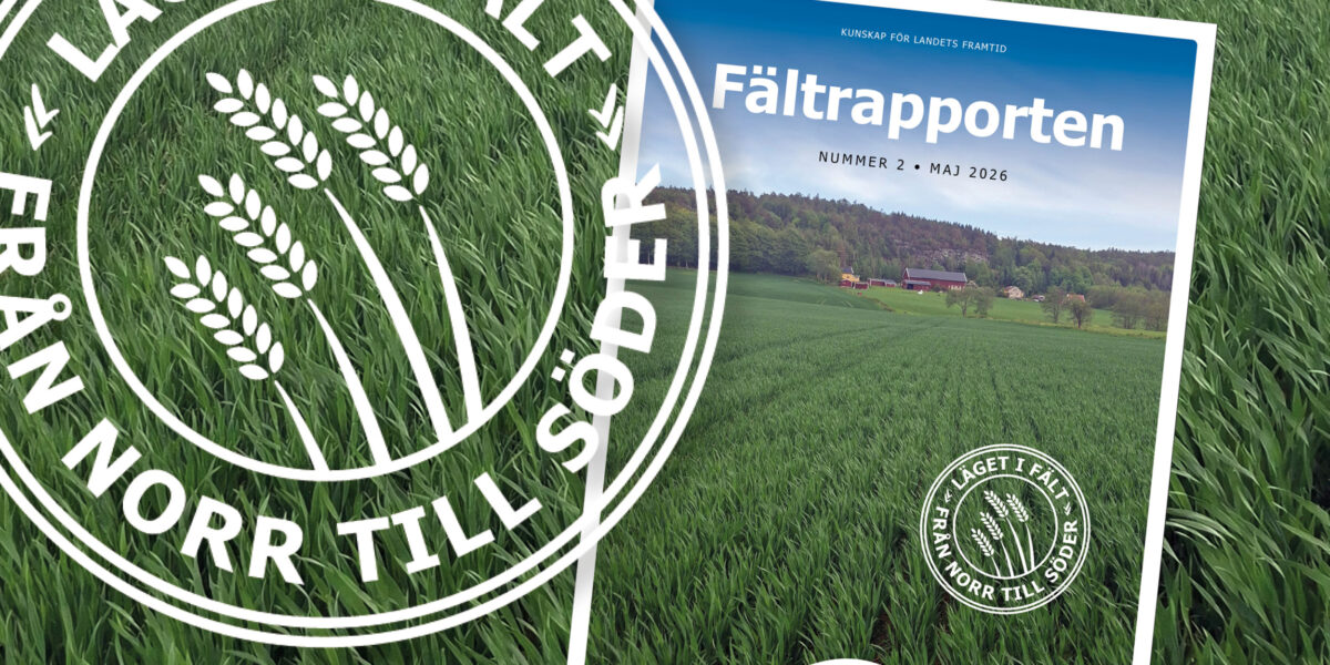 Magazine cover titled “Fältrapporten” (KUNSKAP FÖR LANDETS FRAMTID, NUMMER 2 • MAJ 2026) lies on a green crop field, showing a farm landscape; a large stamp reads “LÄGET I FÄLT FRÅN NORR TILL SÖDER.”
