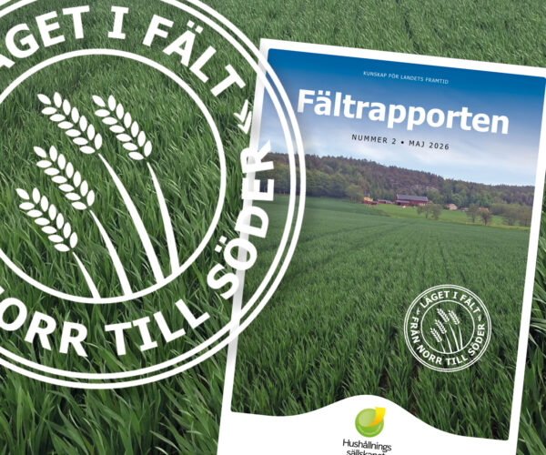 Magazine cover titled “Fältrapporten” (KUNSKAP FÖR LANDETS FRAMTID, NUMMER 2 • MAJ 2026) lies on a green crop field, showing a farm landscape; a large stamp reads “LÄGET I FÄLT FRÅN NORR TILL SÖDER.”