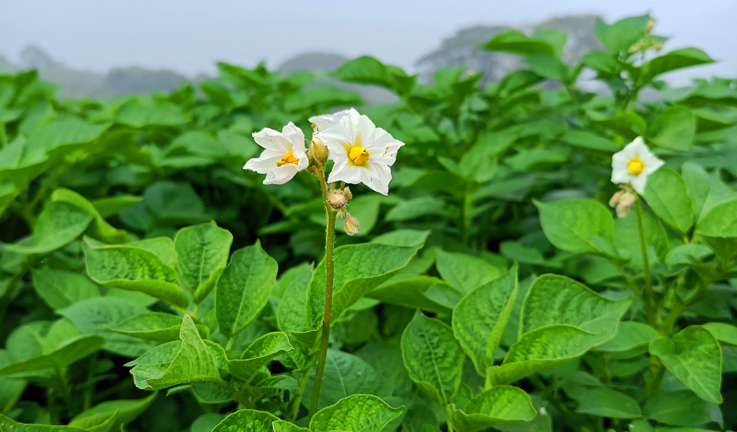 Two white, five-petaled flowers with bright yellow centers bloom on a tall stem, rising above dense green leafy plants in a field; distant trees and hills appear softly blurred under a gray, overcast sky.