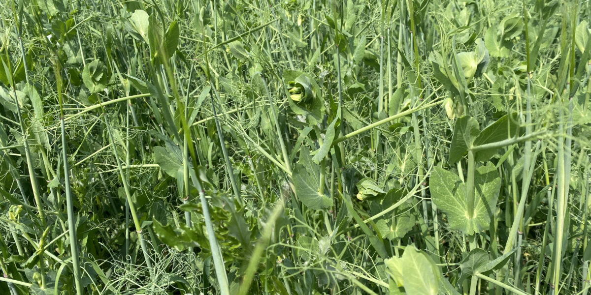 Gröna ärtplantor och korn växer tätt tillsammans och trasslar med slingrande rankor och breda blad. Närbild av en frodig odling på fält, med upprätta strån som sticker upp i solen.
